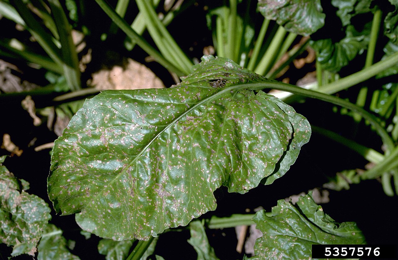 cercosporiosi — Cercospora beticola