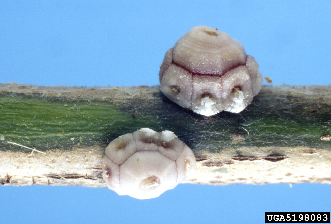 cocciniglia bianca del fico — Ceroplastes rusci