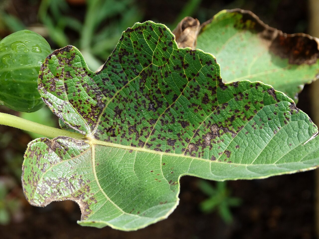 rouille du figuier — Cerotelium fici