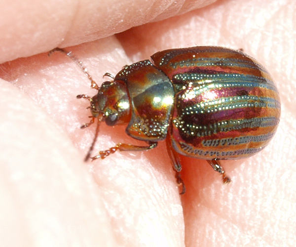 Rosmarinkäfer — Chrysolina americana