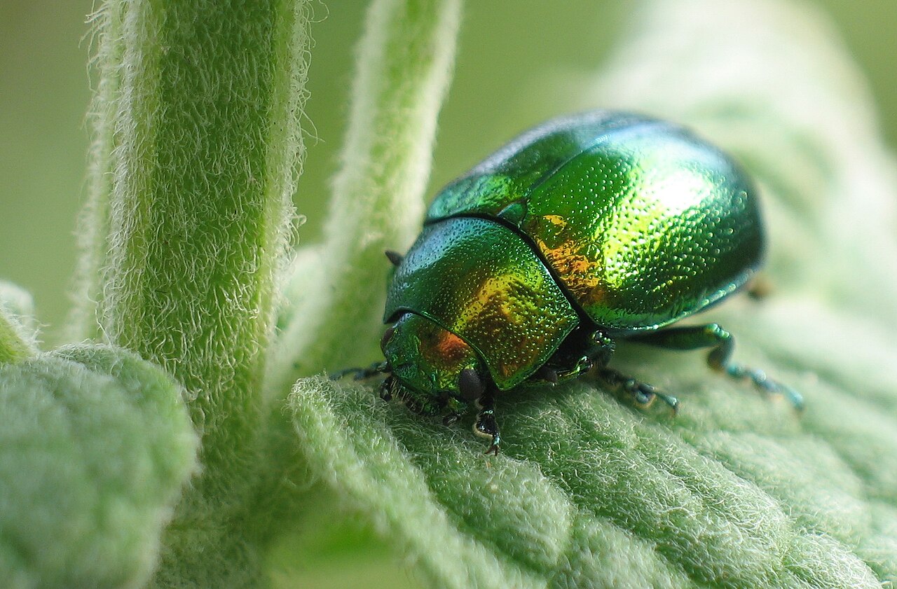 mint leaf beetle — Chrysolina herbacea