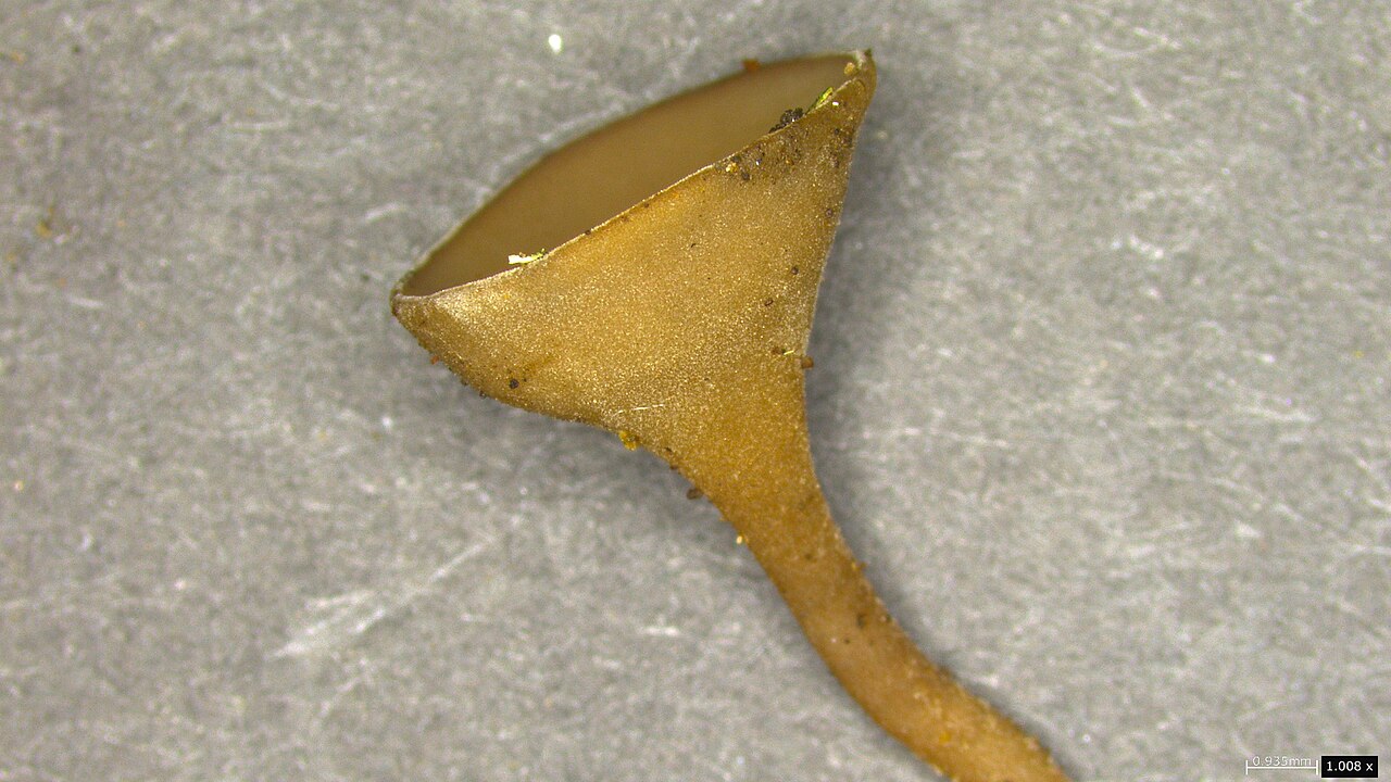 σήψη ανθέων καμέλιας — Ciborinia camelliae
