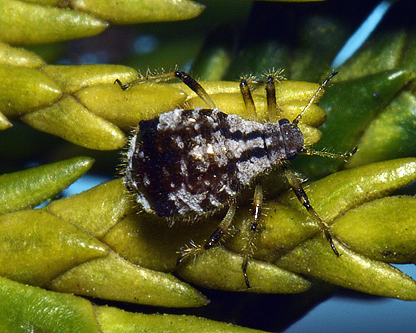 Zypressenblattlaus — Cinara cupressi