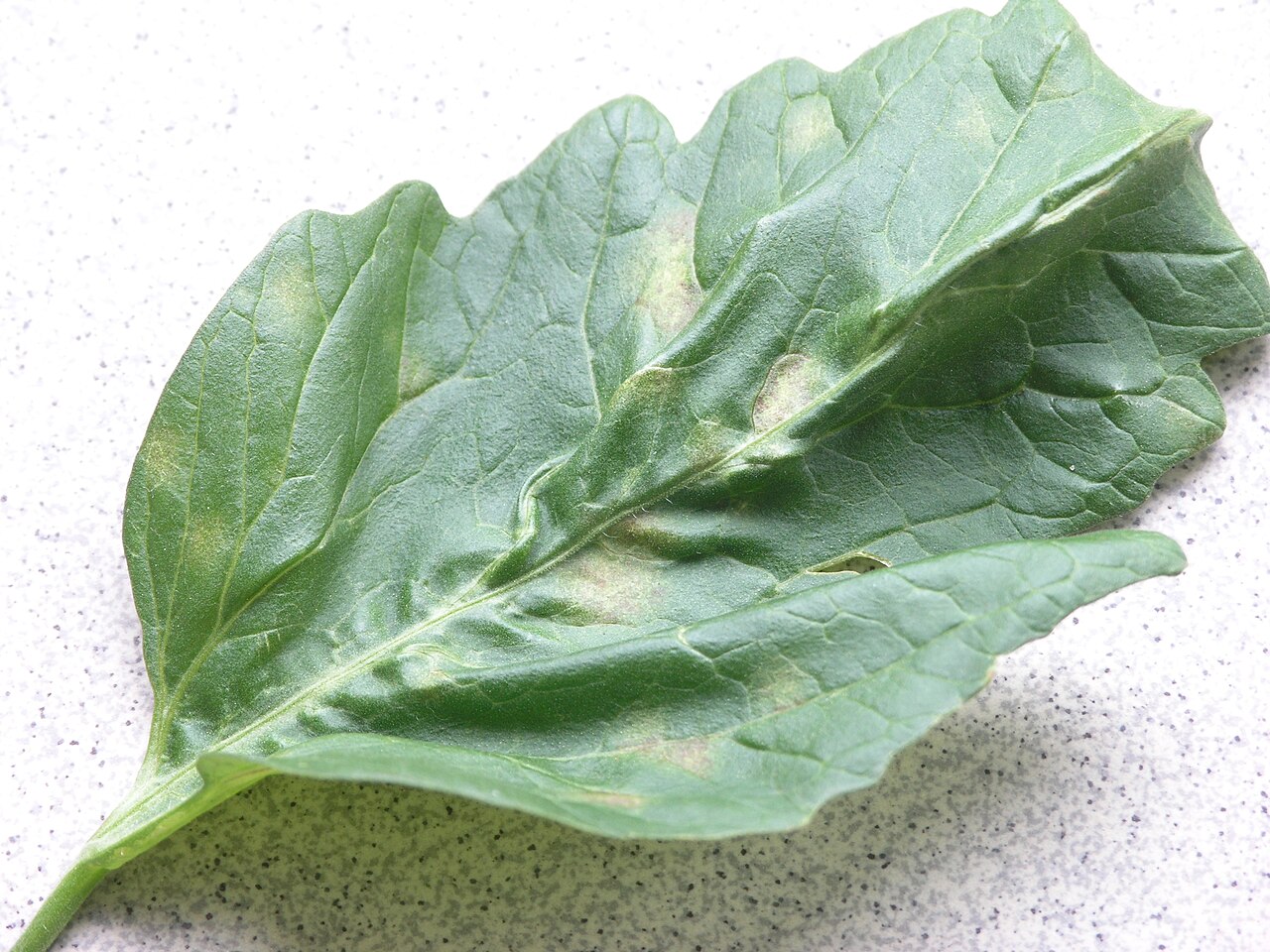 tomato leaf mold — Cladosporium fulvum