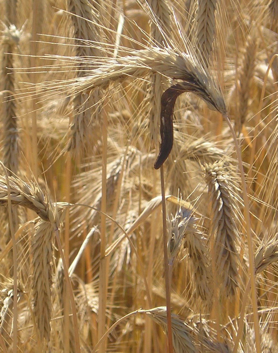 εργώτη — Claviceps purpurea