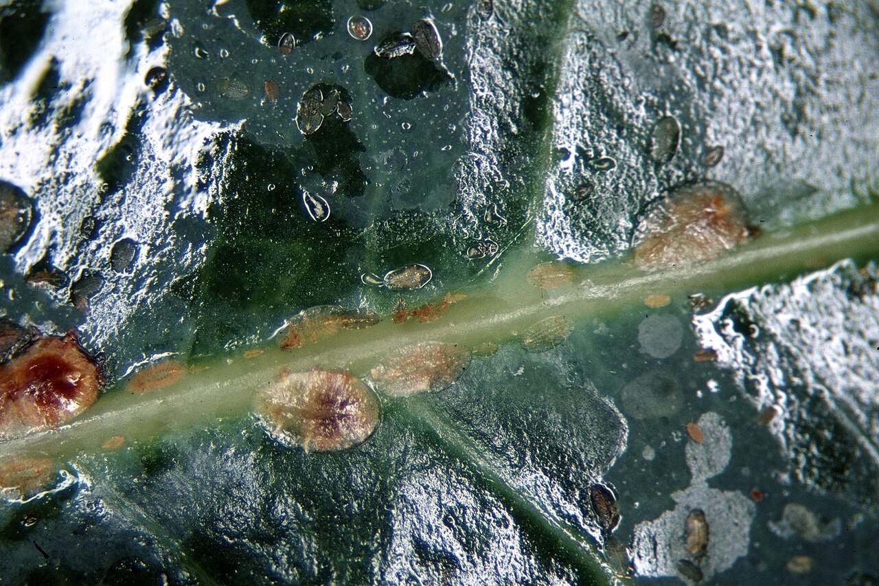 Weiche Braunschildlaus — Coccus hesperidum
