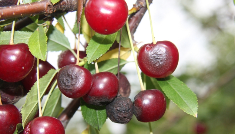 ανθράκωση — Colletotrichum gloeosporioides