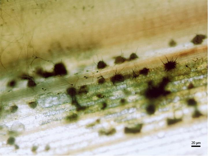 antracnosi del sorgo — Colletotrichum sublineolum