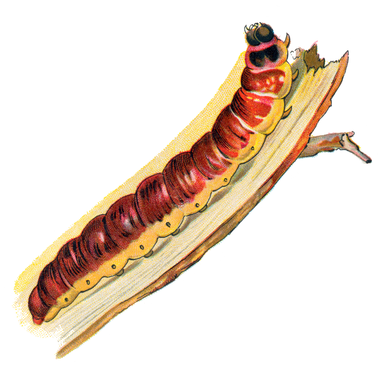 cossus gâte-bois — Cossus cossus