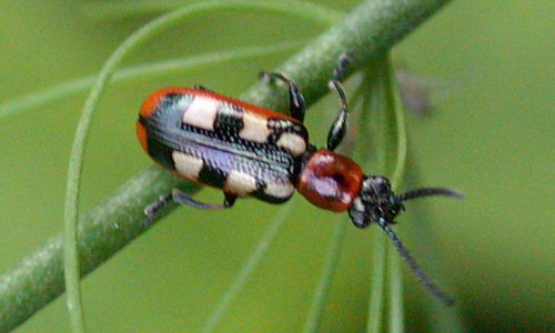 crioceride dell'asparago — Crioceris asparagi
