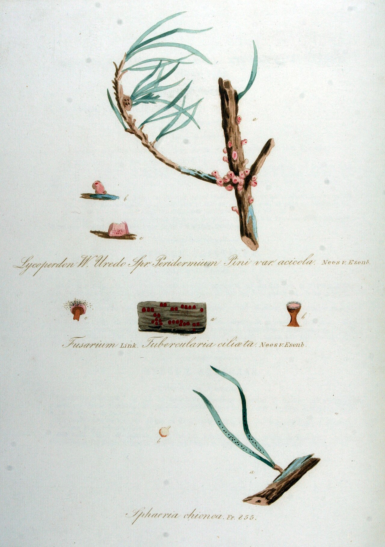 Kiefernblasenrost — Cronartium flaccidum