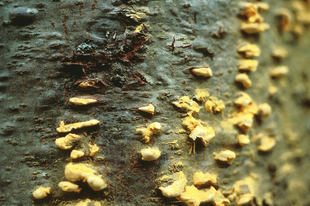 ruggine vescicolosa del pino strobus — Cronartium ribicola