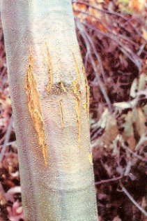 Kastanienrindenkrebs — Cryphonectria parasitica