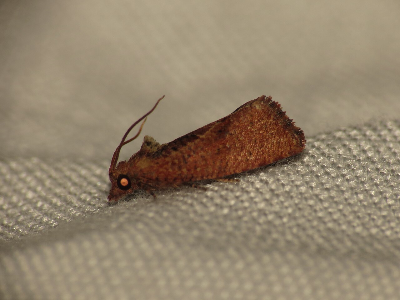 foreur des fruits du litchi — Cryptophlebia ombrodelta