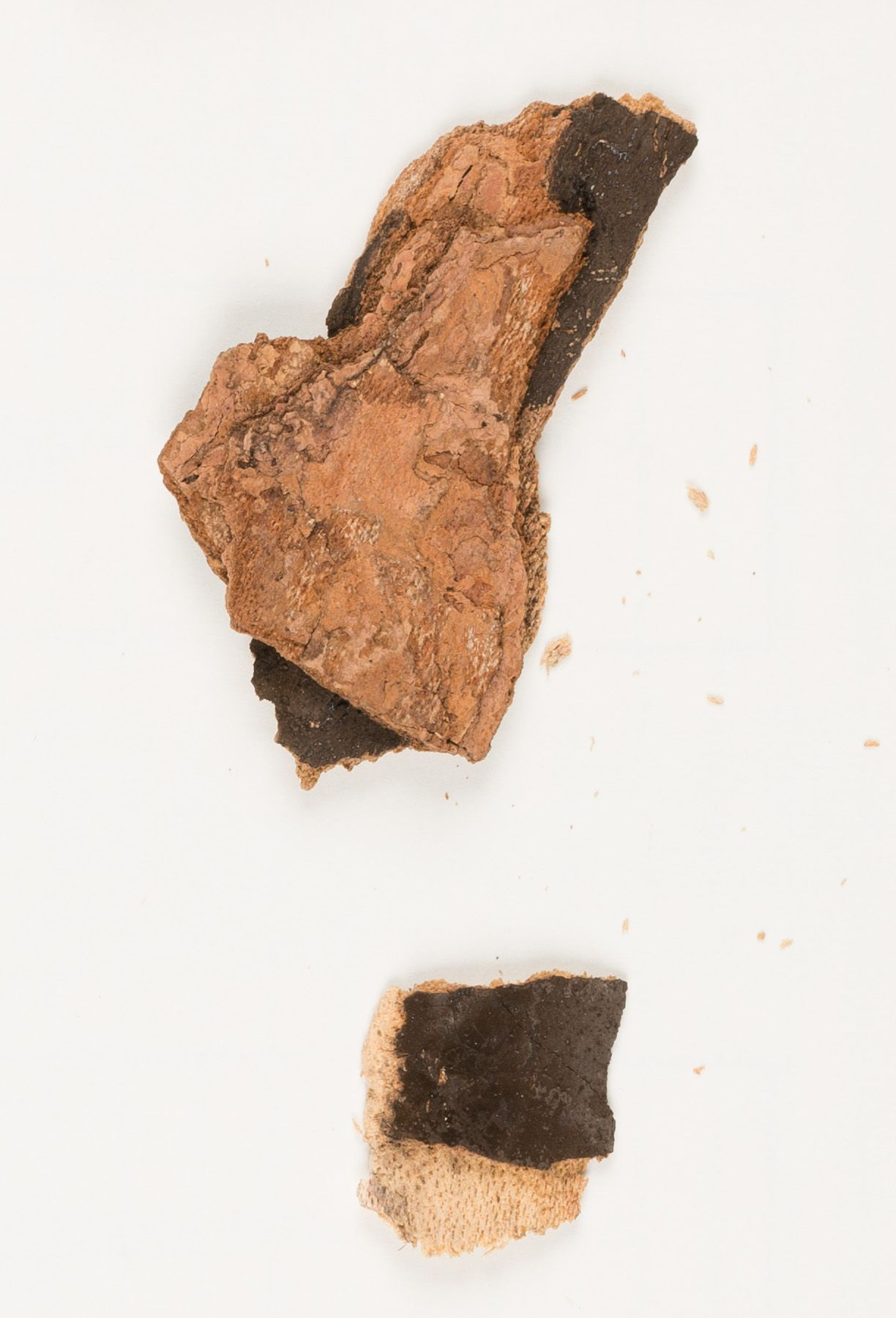 Rußrindenkrankheit des Bergahorns — Cryptostroma corticale