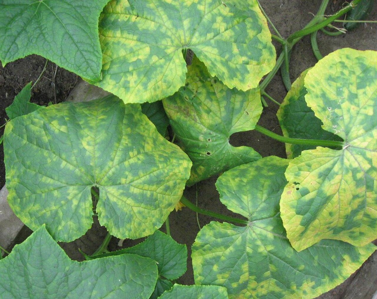 virus del mosaico del cetriolo — Cucumber mosaic virus