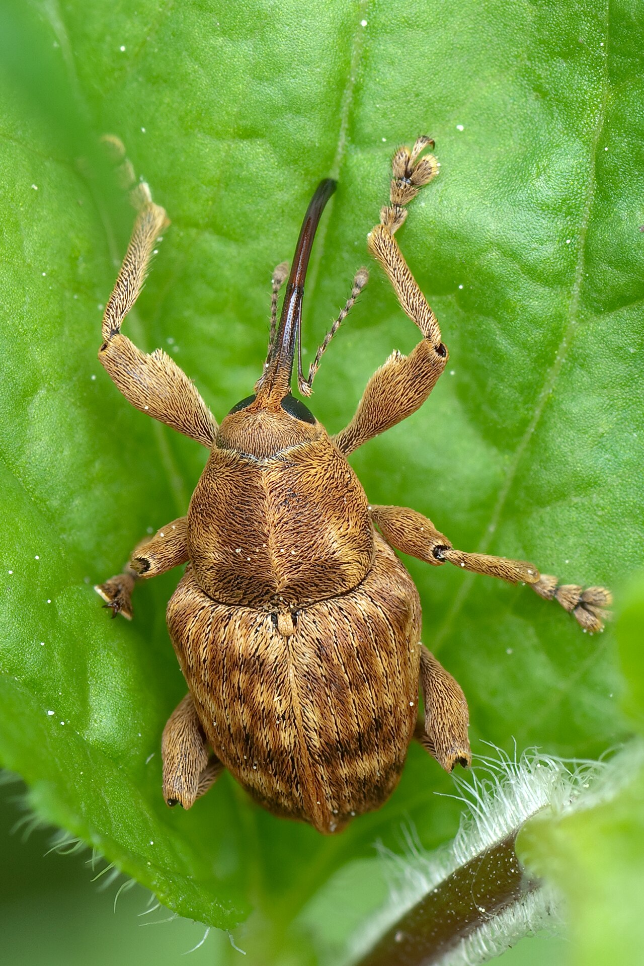 Haselnussbohrer — Curculio nucum
