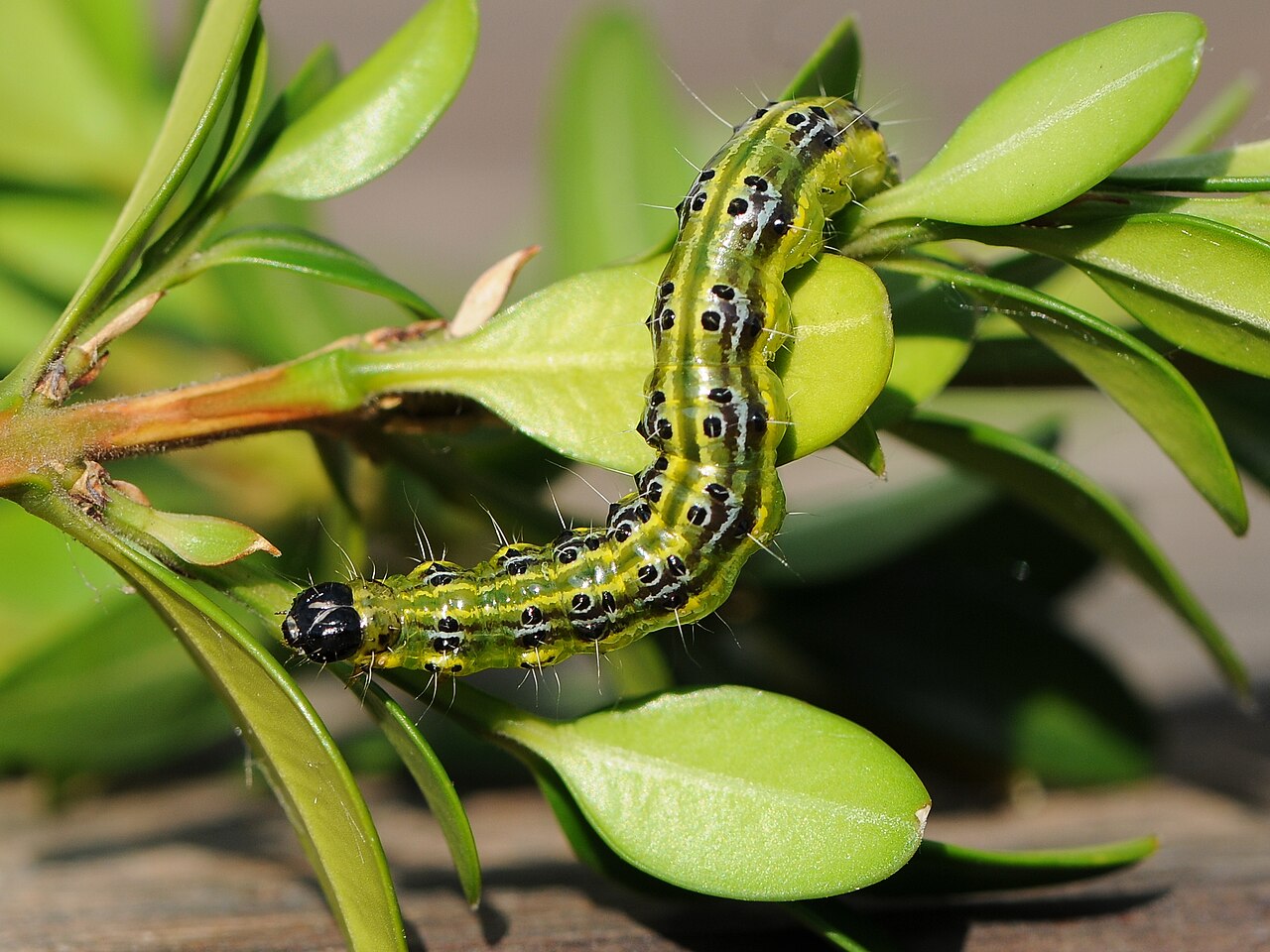 pyrale du buis — Cydalima perspectalis