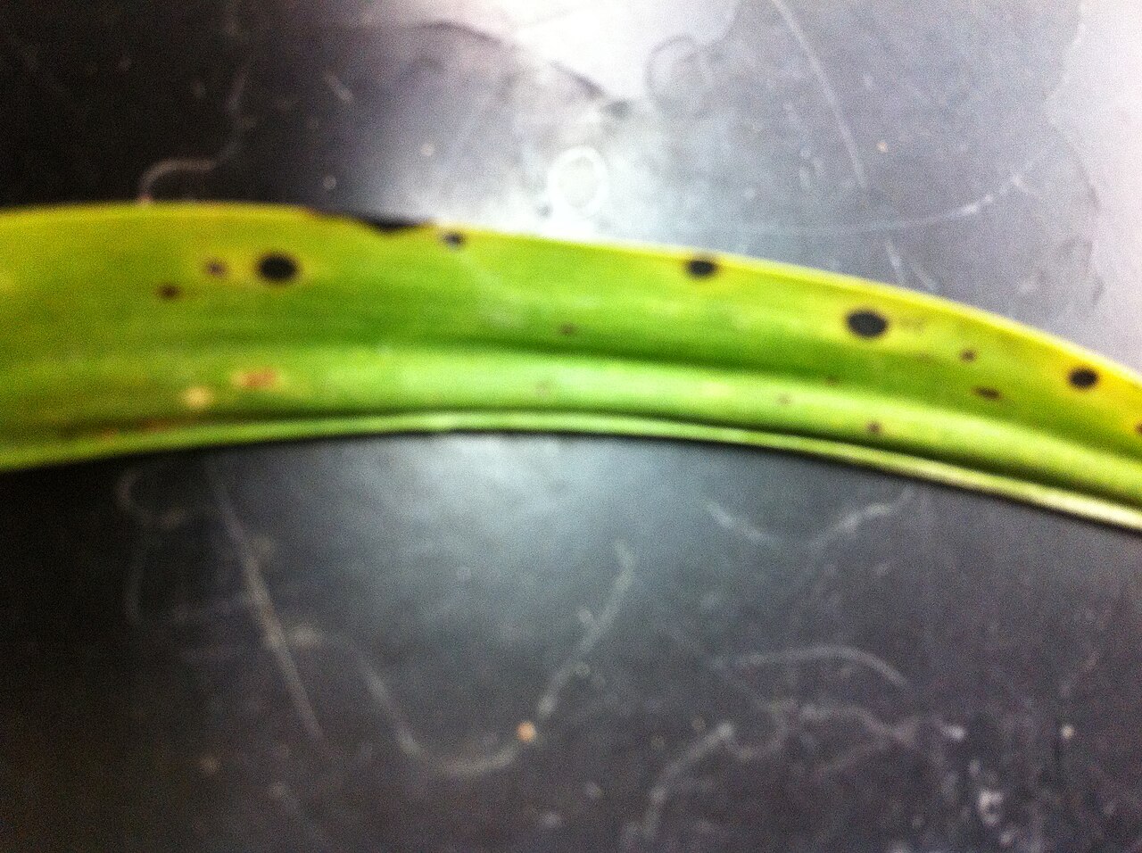 virus del mosaico del Cymbidium — Cymbidium mosaic virus