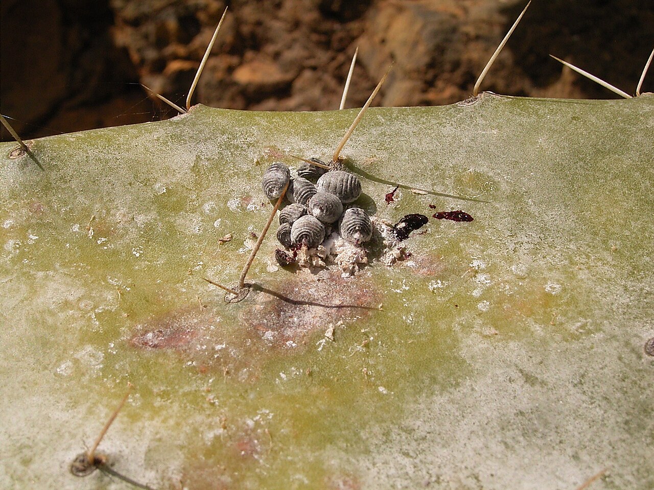 cocciniglia del nopal — Dactylopius coccus