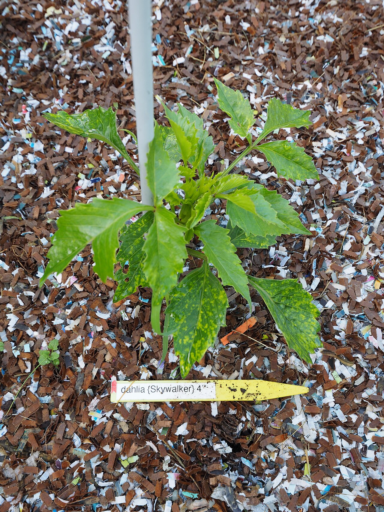 ιός του μωσαϊκού της ντάλιας — Dahlia mosaic virus