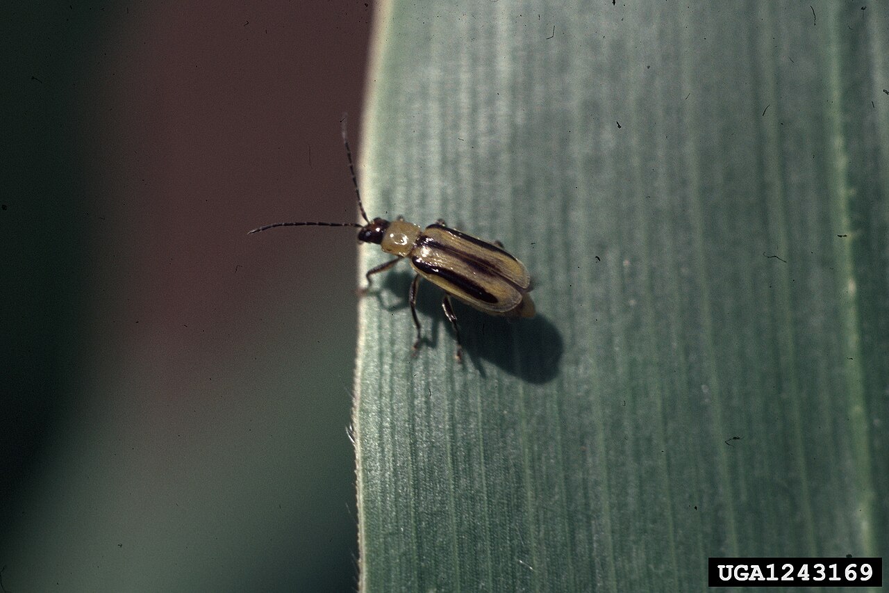 chrysomèle des racines du maïs — Diabrotica virgifera virgifera