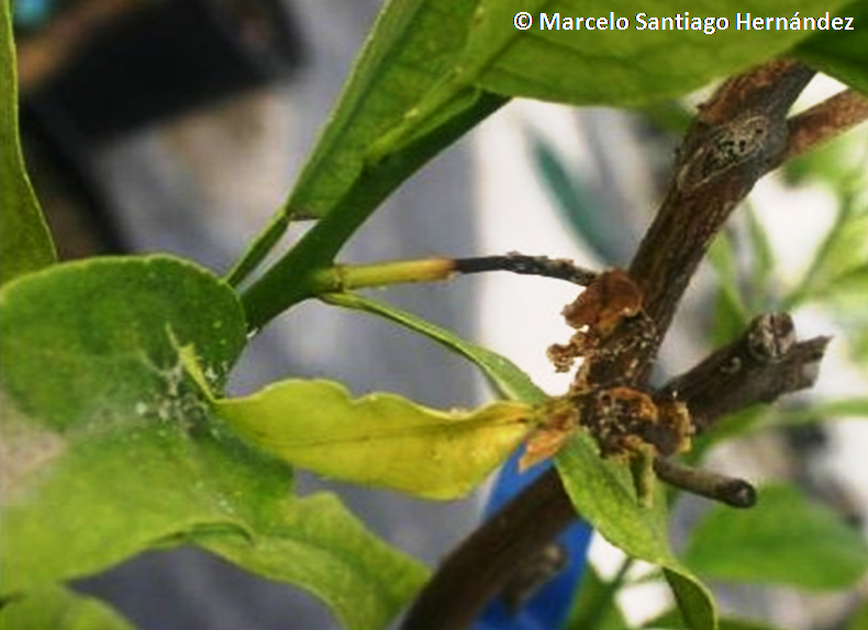 Asian citrus psyllid (HLB vector) — Diaphorina citri