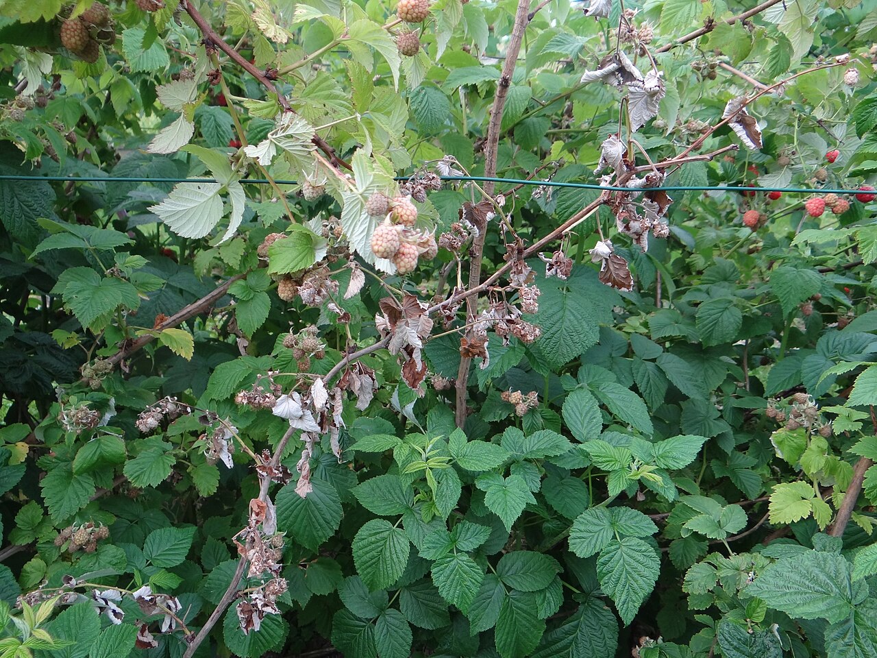 Rutenkrankheit der Himbeere — Didymella applanata