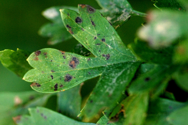 entomosporium leaf spot — Diplocarpon mespili
