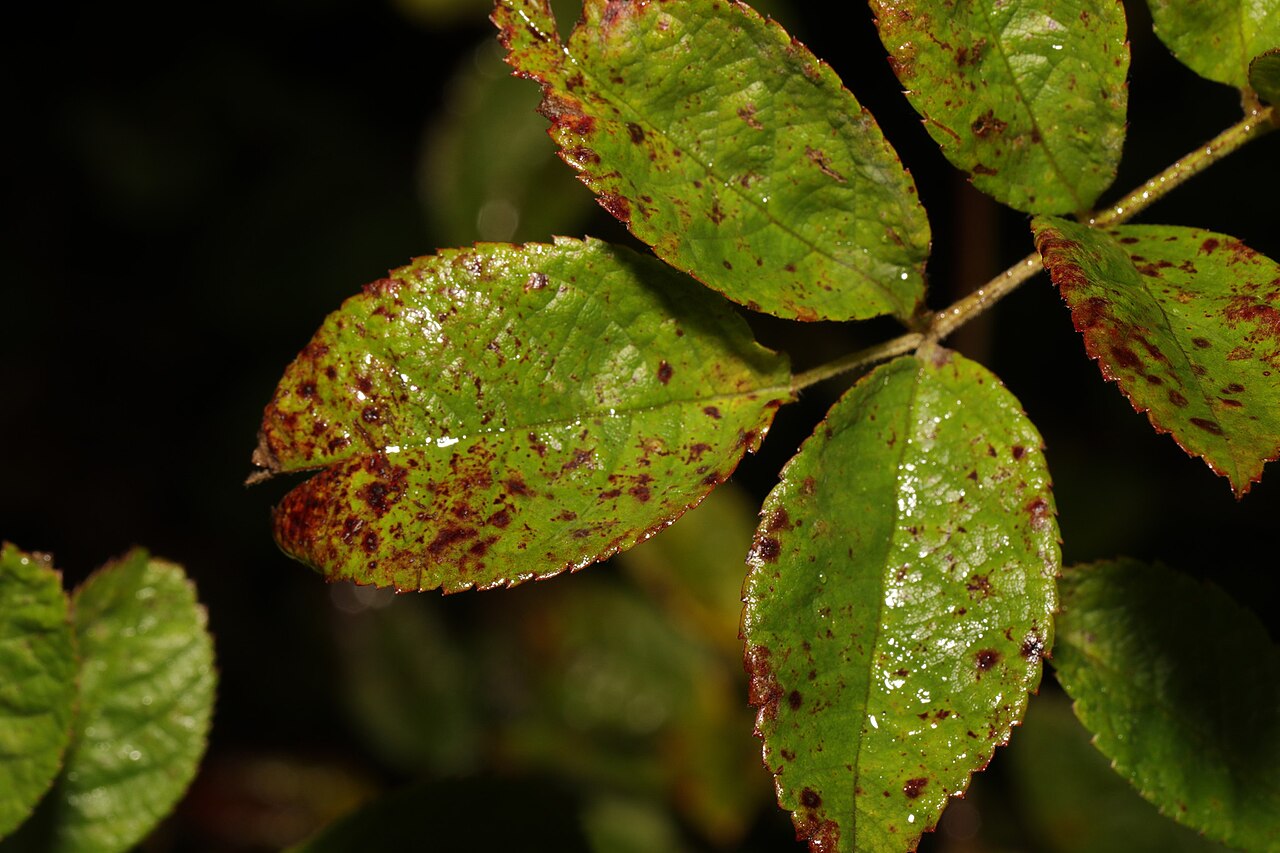 macchia nera della rosa — Diplocarpon rosae