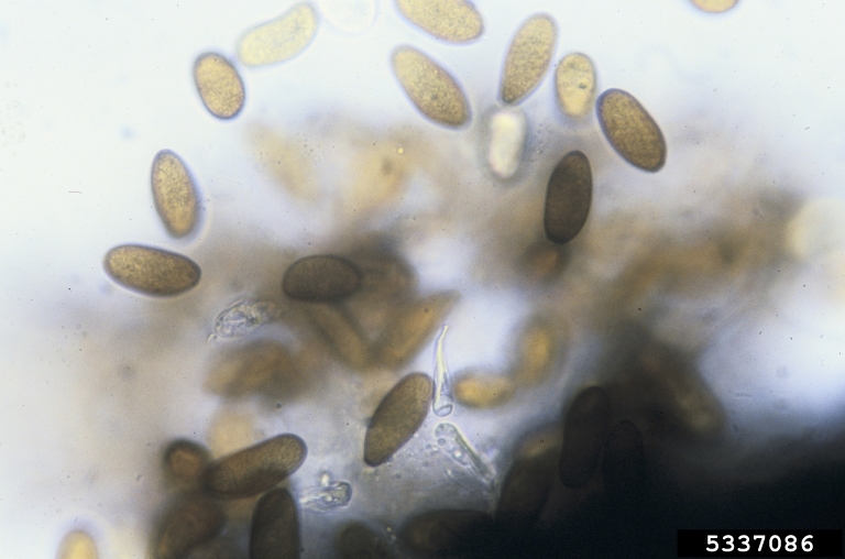 disseccamento dei germogli del pino — Diplodia sapinea
