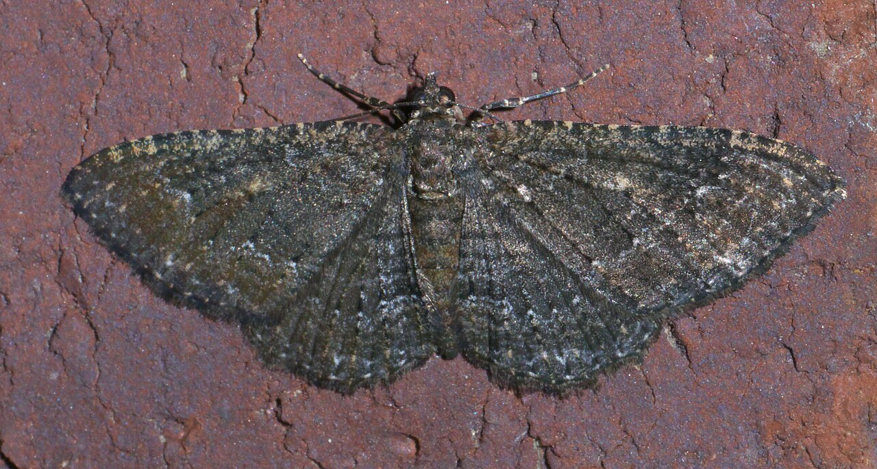 verme misuratore della bougainvillea — Disclisioprocta stellata