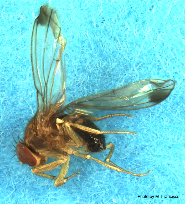 δροσόφιλα Suzukii — Drosophila suzukii