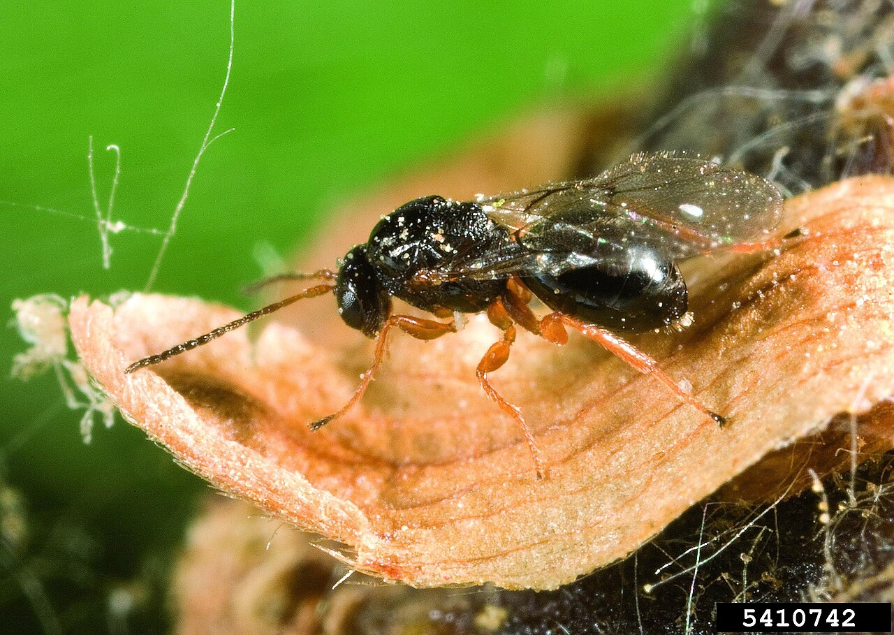 cinipide galligeno del castagno — Dryocosmus kuriphilus