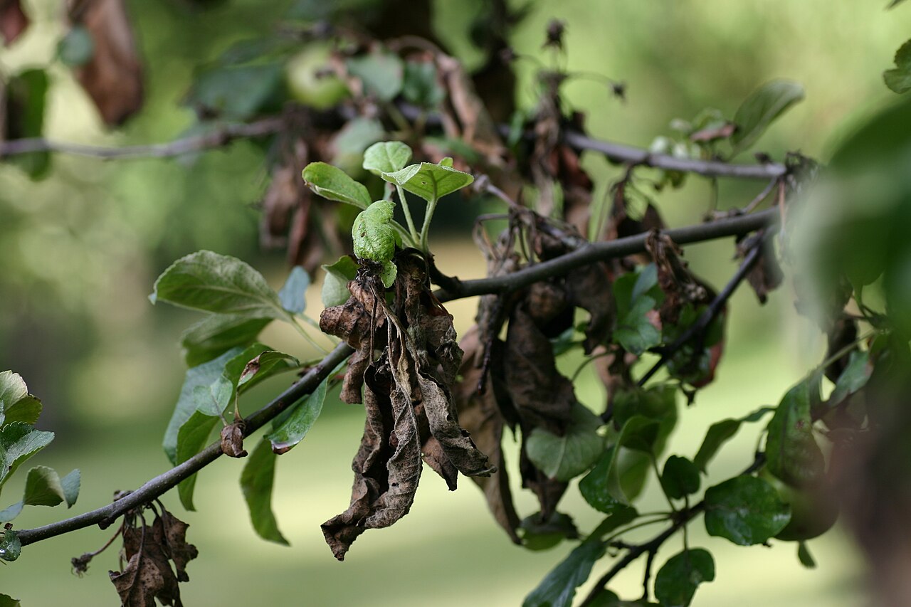 colpo di fuoco batterico — Erwinia amylovora