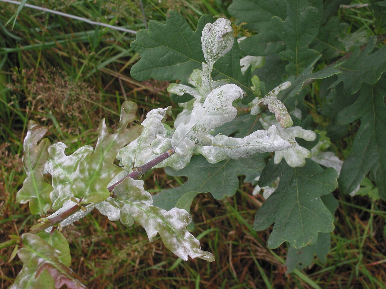 Eichenmehltau — Erysiphe alphitoides