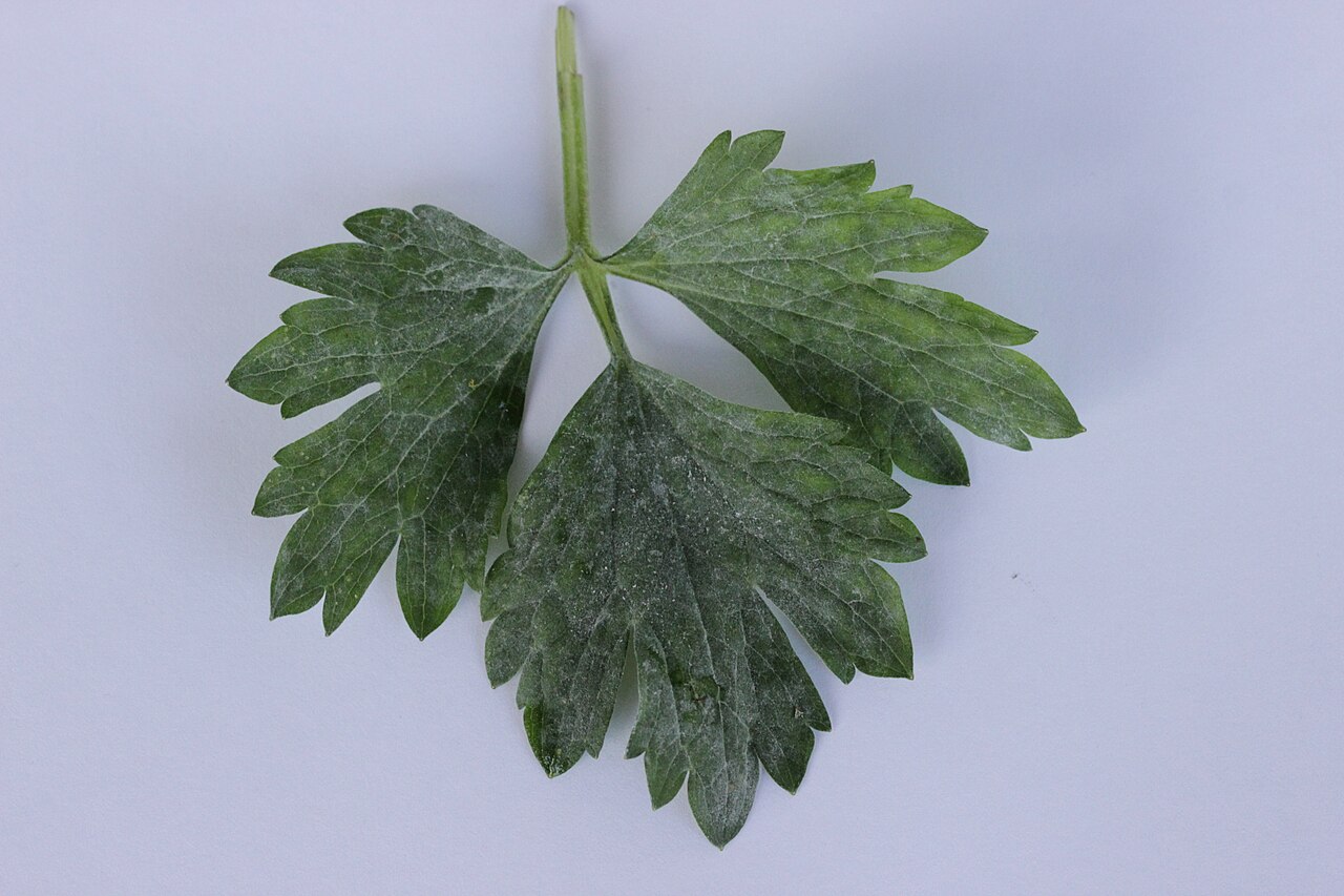 Ωίδιο της ακουιλέγιας (κολομβίνας) — Erysiphe aquilegiae