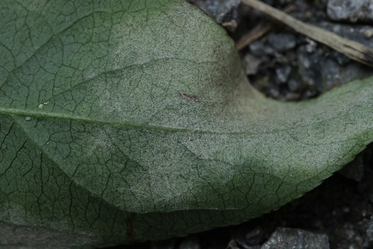 Spindelstrauch-Echter Mehltau (Euonymus-Mehltau) — Erysiphe euonymi