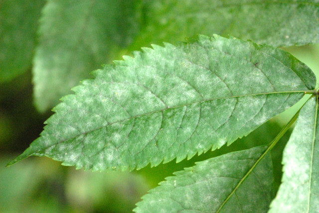 Honeysuckle powdery mildew — Erysiphe lonicerae