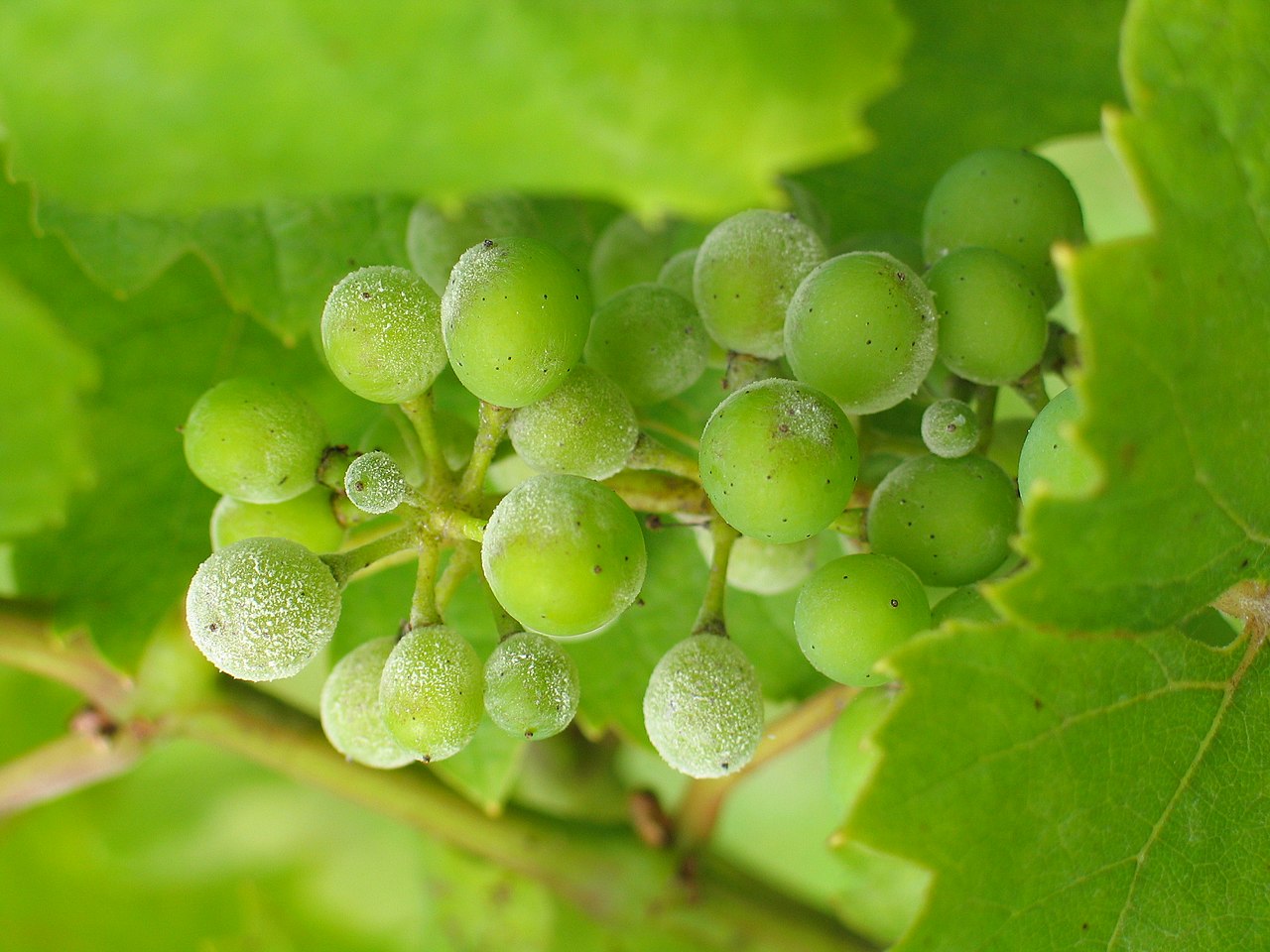 oïdium de la vigne — Erysiphe necator