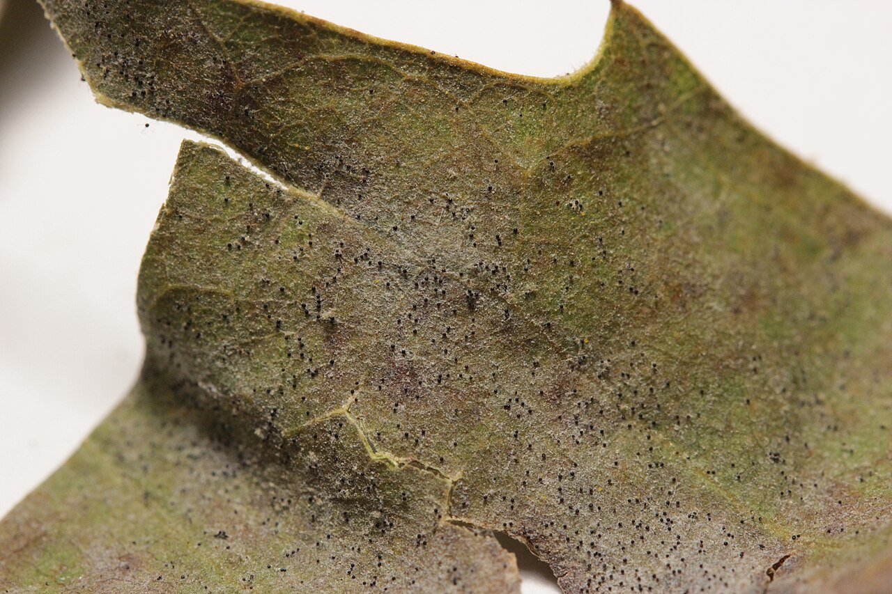 Oidio del platano — Erysiphe platani