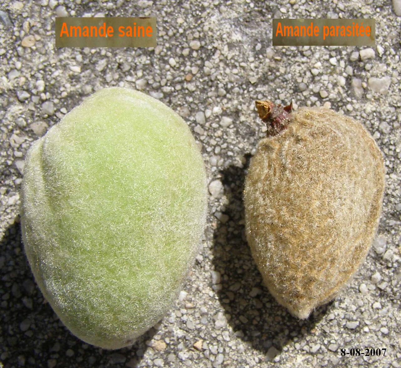 almond seed wasp — Eurytoma amygdali