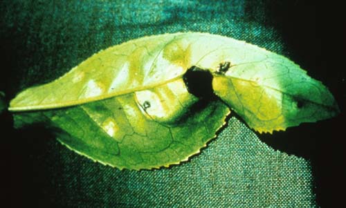 Blasenkrankheit des Tees — Exobasidium vexans