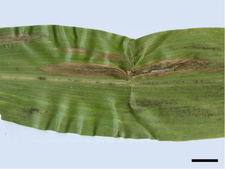 βόρεια φυλλόσηψη καλαμποκιού — Exserohilum turcicum