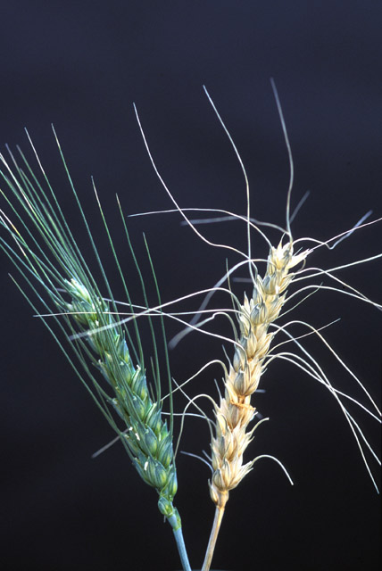 fusarium head blight / scab — Fusarium graminearum