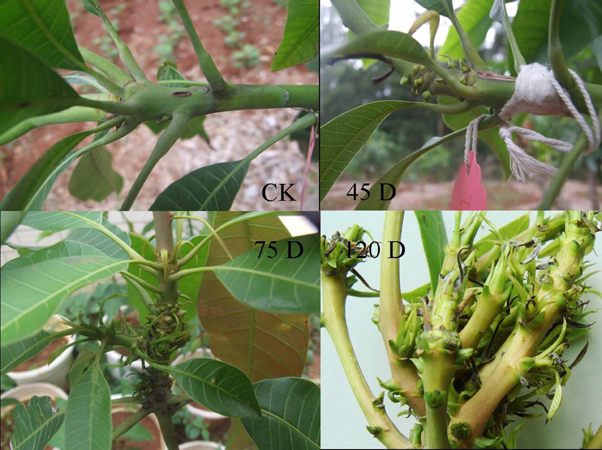 παραμόρφωση μάνγκο — Fusarium mangiferae