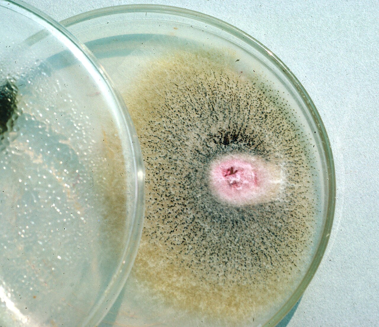 tache foliaire à Fusarium — Fusarium moniliforme