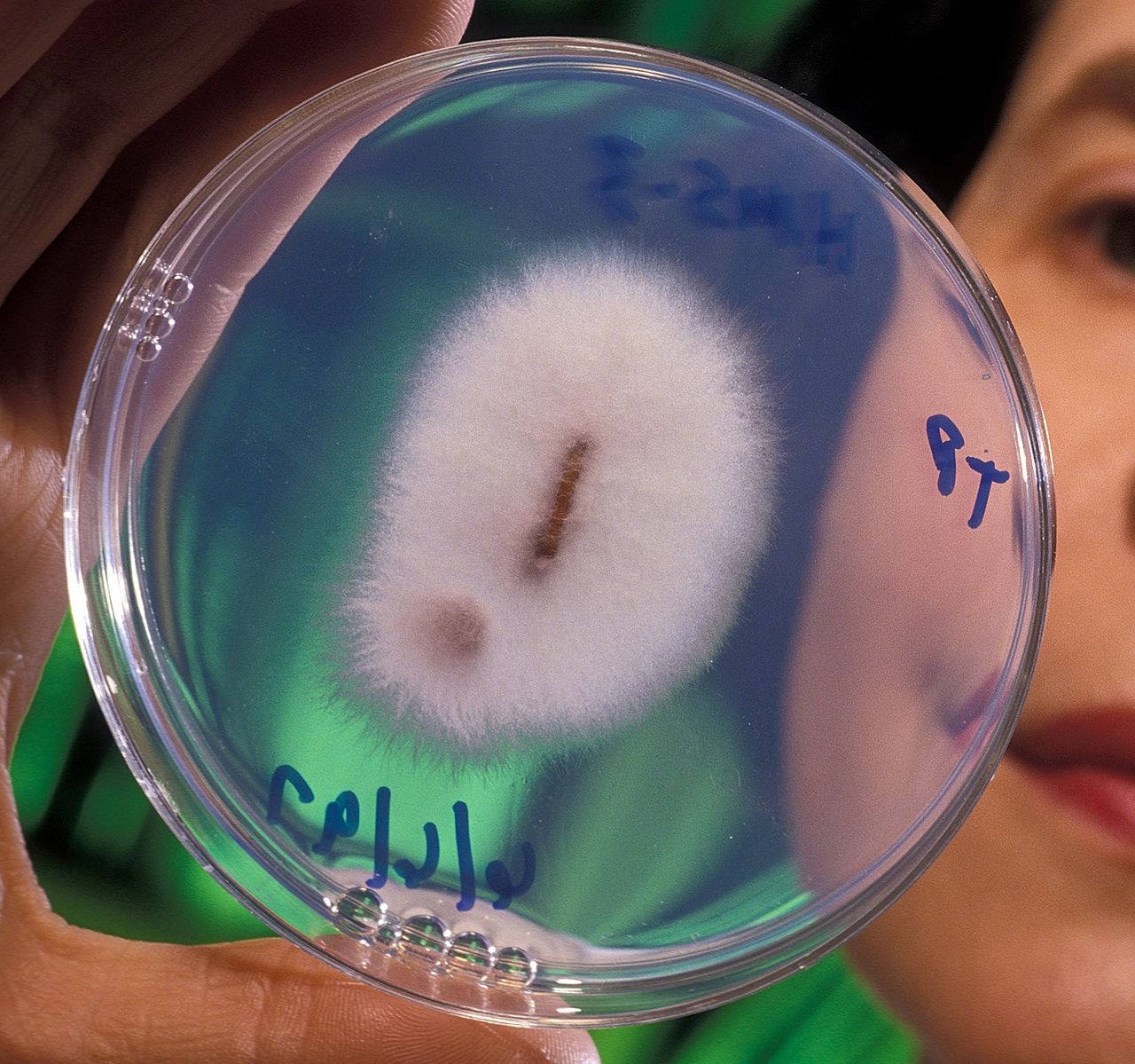 Fusarium-Welke der Kichererbse — Fusarium oxysporum f.sp. ciceris