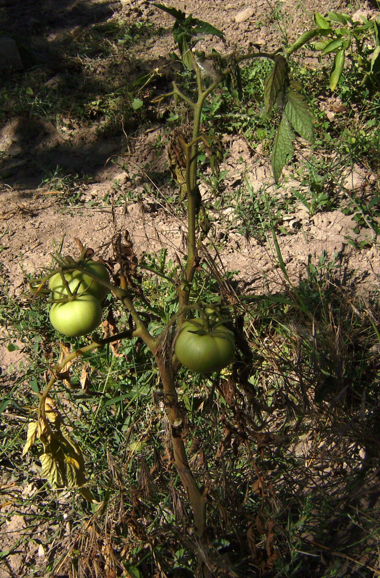 Tomaten-Fusariumwelke — Fusarium oxysporum f.sp. lycopersici