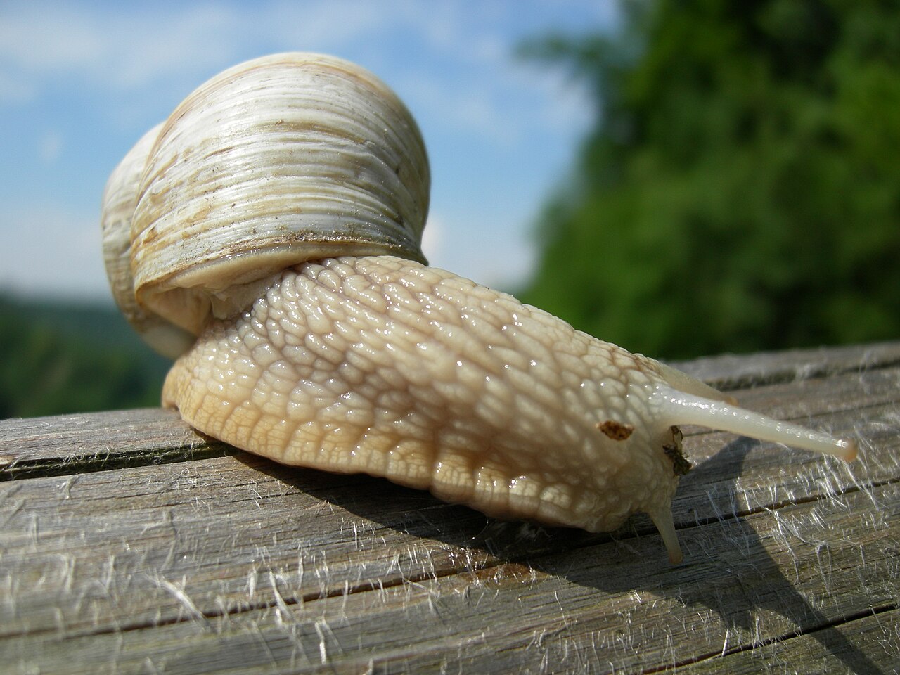 Schnecken (Nacktschnecken & Gehäuseschnecken) — Gastropoda
